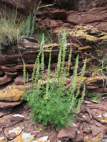 Nepeta annua