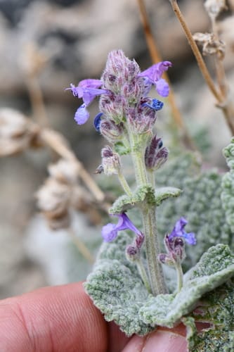 Nepeta floccosa (Woolly catmint) — photo