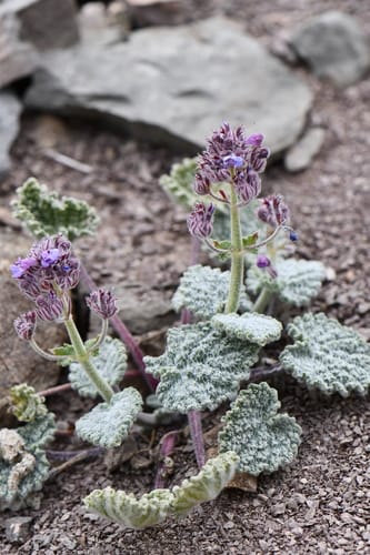 Nepeta floccosa (Woolly catmint) — photo
