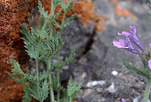 Nepeta glutinosa — photo