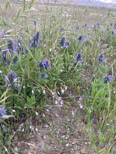 Nepeta glutinosa