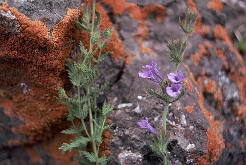 Nepeta glutinosa — photo