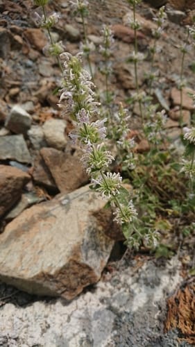 Nepeta italica — photo