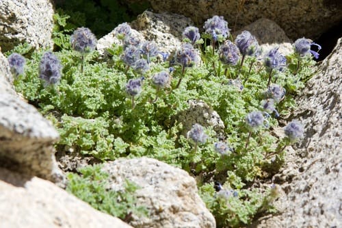 Nepeta longibracteata — photo