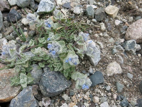 Nepeta longibracteata — photo