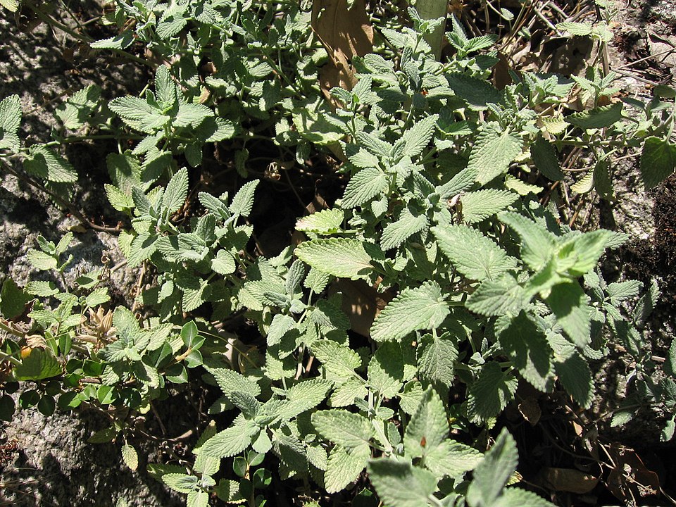 Nepeta mussinii