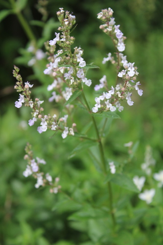 Nepeta nuda subsp. albiflora — photo