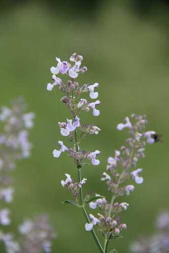 Nepeta nuda subsp. albiflora — photo