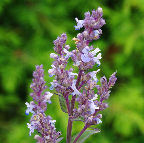 Nepeta nuda subsp. albiflora
