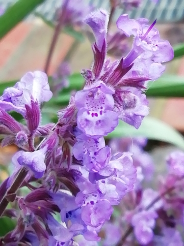 Nepeta racemosa (Persian catmint) — photo