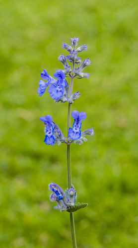 Nepeta racemosa (Persian catmint) — photo