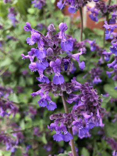 Nepeta racemosa