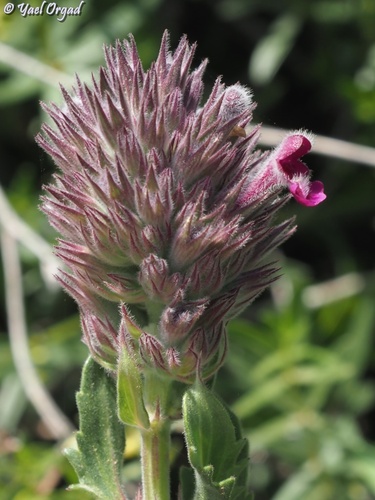 Nepeta trachonitica — photo