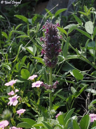 Nepeta trachonitica — photo