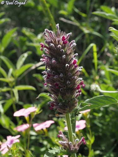 Nepeta trachonitica