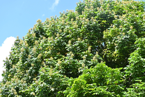 Nephelium malaiense