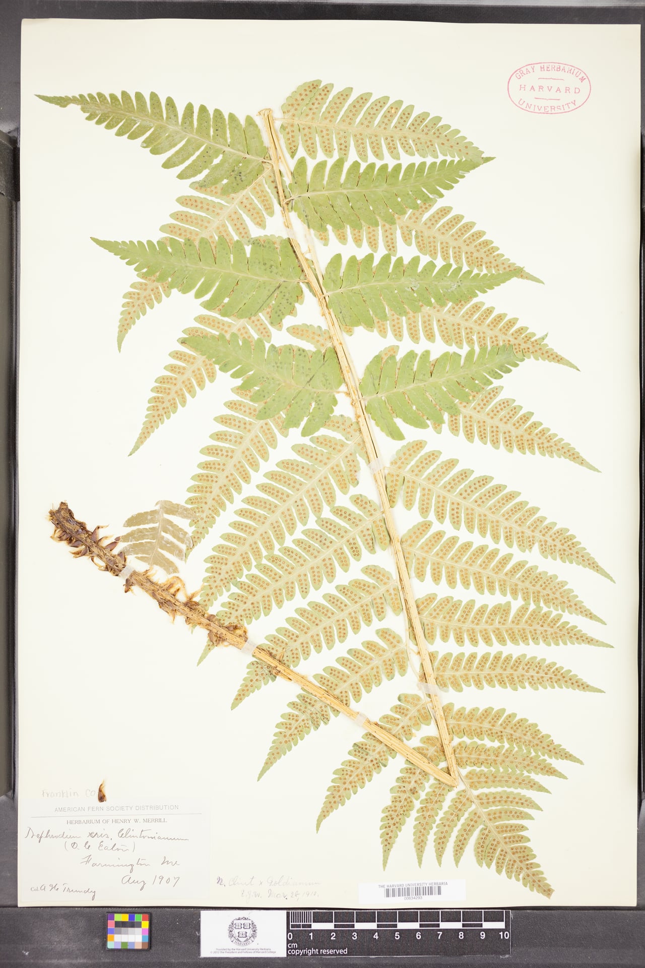 Nephrodium esculentum