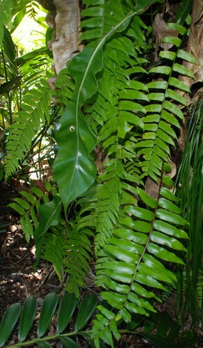 Nephrolepis acutifolia (Sword fern) — photo