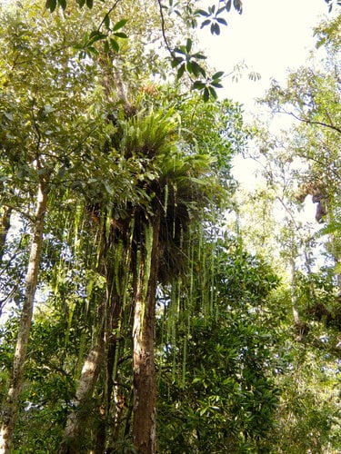 Nephrolepis acutifolia (Sword fern) — photo