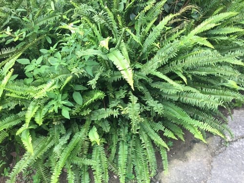 Nephrolepis cordifolia (Fishbone fern) — photo