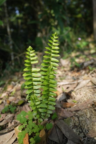 Nephrolepidaceae