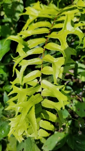 Nephrolepis falcata (Fishtail swordfern) — photo