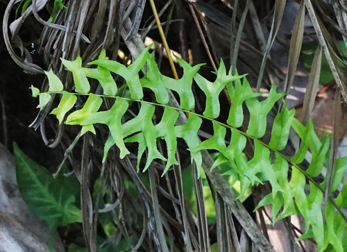 Nephrolepis falcata (Fishtail swordfern) — photo