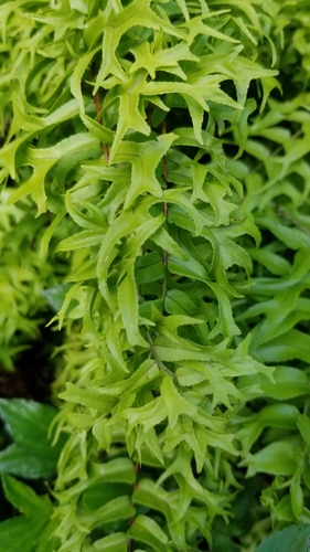 Nephrolepis falcata