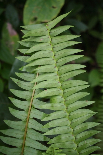 Nephrolepis undulata (Sword fern) — photo