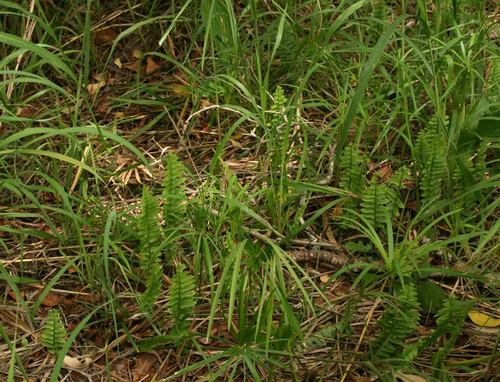 Nephrolepis undulata (Sword fern) — photo