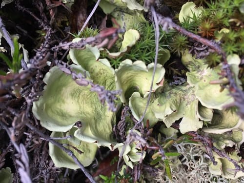 Nephroma arcticum (Arctic kidney lichen) — photo