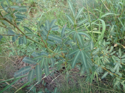 Neptunia javanica