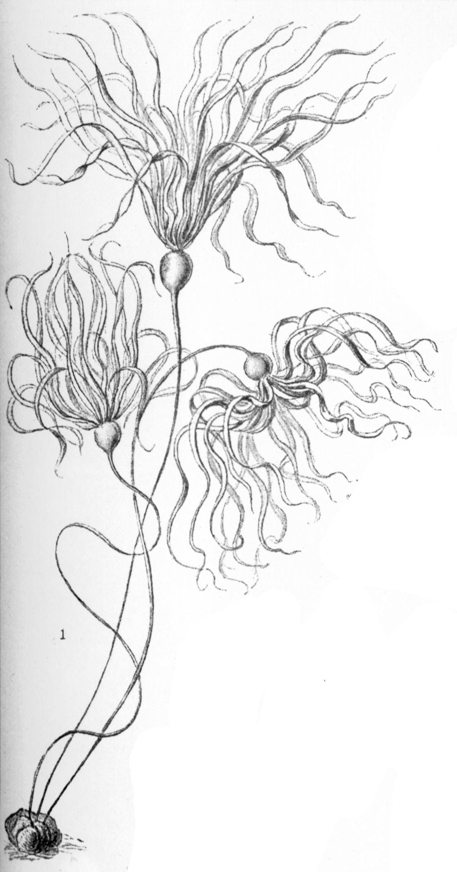 Nereocystis lutkeana (Bull whip kelp) — photo