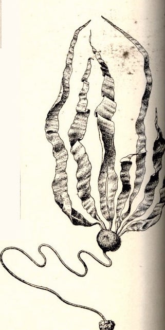 Nereocystis lutkeana
