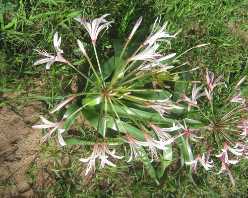 Nerine laticoma — photo