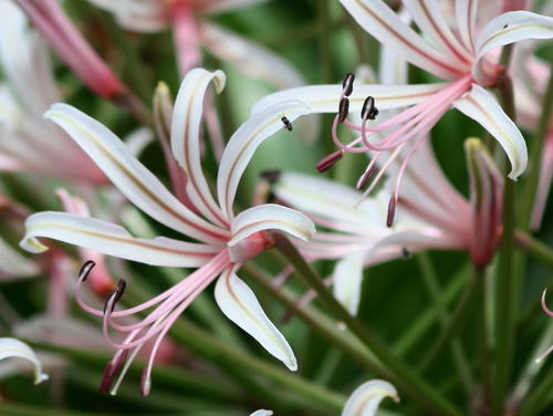 Nerine laticoma — photo