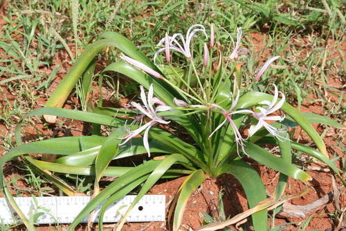 Nerine laticoma