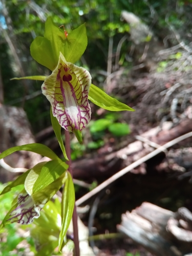 Nervilia bicarinata
