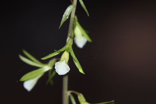 Nervilia concolor (Water-root orchid) — photo