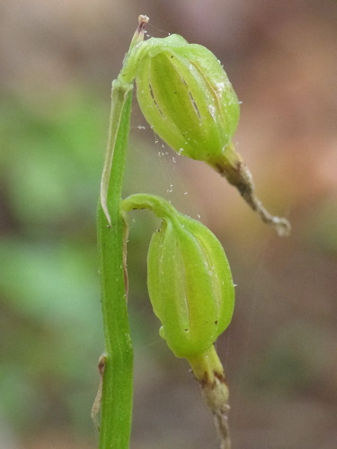 Nervilia concolor (Water-root orchid) — photo