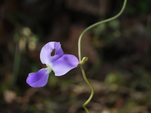Nesphostylis bracteata (Indian nesphostylis) — photo
