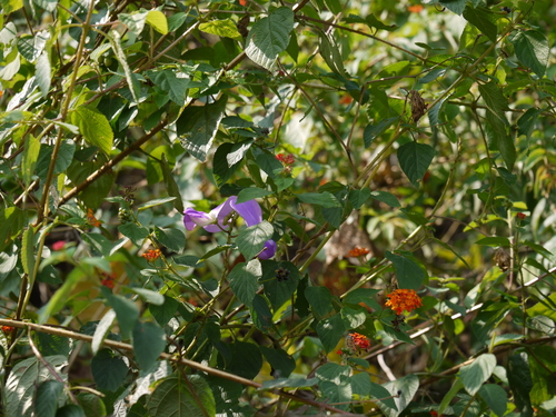 Nesphostylis bracteata (Indian nesphostylis) — photo