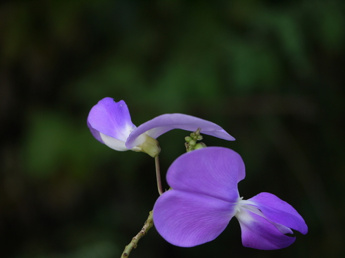 Nesphostylis bracteata