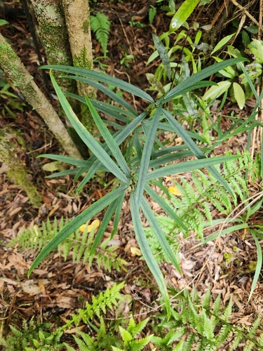 Nestegis cunninghamii (Black maire) — photo