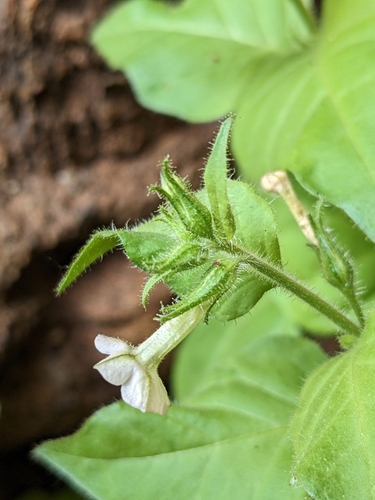 Nicotiana clevelandii (Cleveland's tobacco) — photo