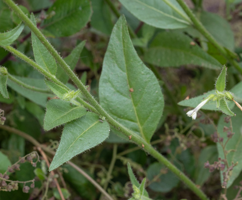 Nicotiana clevelandii (Cleveland's tobacco) — photo
