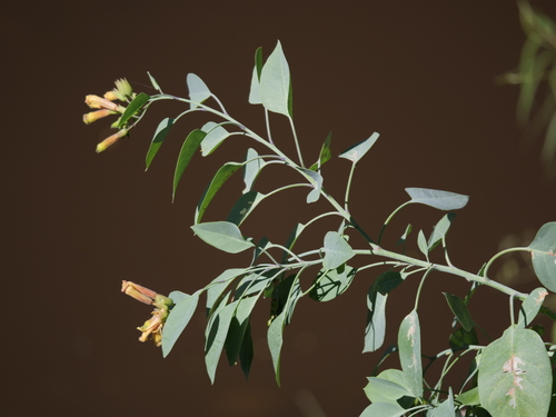 Nicotiana glauca (Tree tobacco) — photo