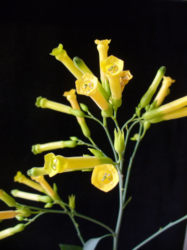 Nicotiana glauca (Tree tobacco) — photo