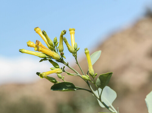 Nicotiana glauca