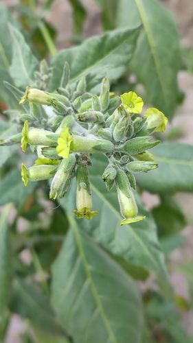 Nicotiana rustica — photo